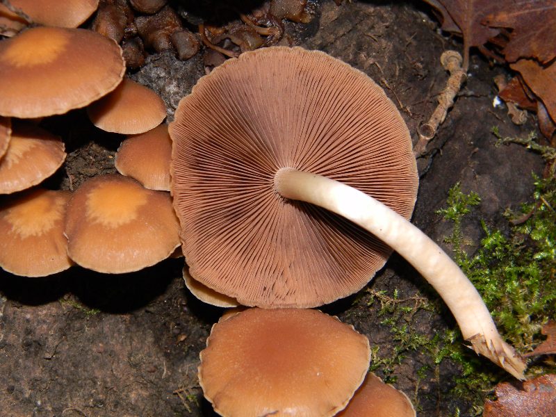 1) Fotografati il 16.12.2011. sotto Quercia