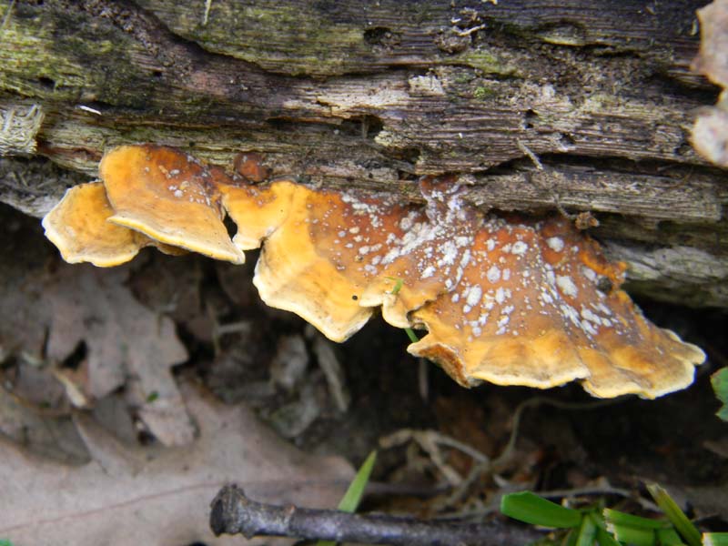 ritrovamenti del 7.06.2011. 1gruppo sotto Quercia