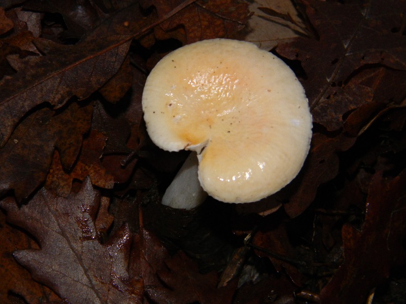 1) Fotografati il 16.12.2011. sotto Quercia