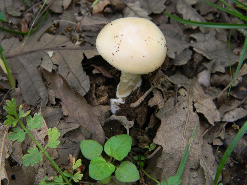 ritrovamenti del 7.06.2011. 1gruppo sotto Quercia