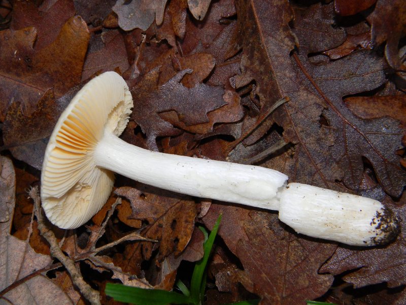 1) Fotografati il 16.12.2011. sotto Quercia