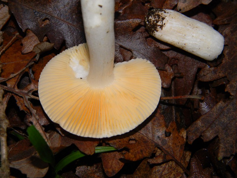 1) Fotografati il 16.12.2011. sotto Quercia