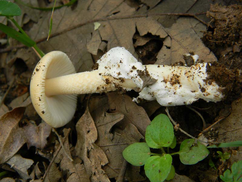 ritrovamenti del 7.06.2011. 1gruppo sotto Quercia