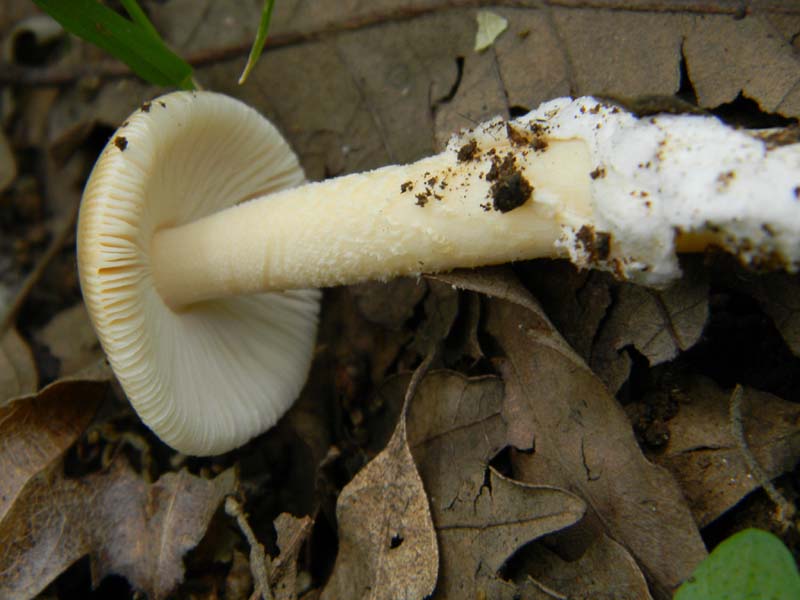 ritrovamenti del 7.06.2011. 1gruppo sotto Quercia