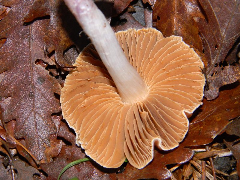 1) Fotografati il 16.12.2011. sotto Quercia