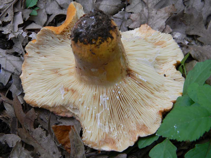 Ritrovamenti del 7.06.2011.2�gruppo sotto Quercia