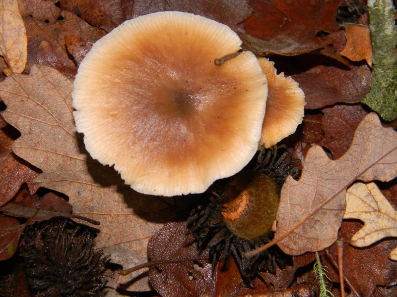 1) Fotografati il 16.12.2011. sotto Quercia