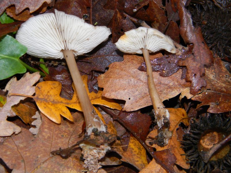 1) Fotografati il 16.12.2011. sotto Quercia