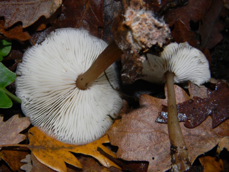 1) Fotografati il 16.12.2011. sotto Quercia