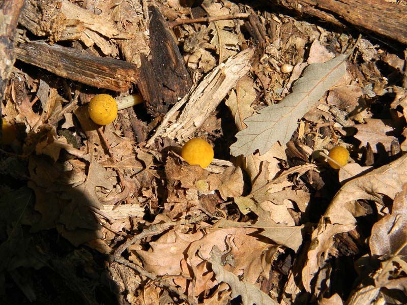 ritrovamenti del 7.06.2011. 1gruppo sotto Quercia