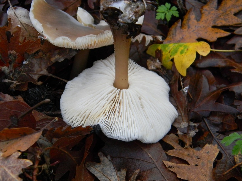 4) Fotografati il 16.12.2011. sotto  Quercia