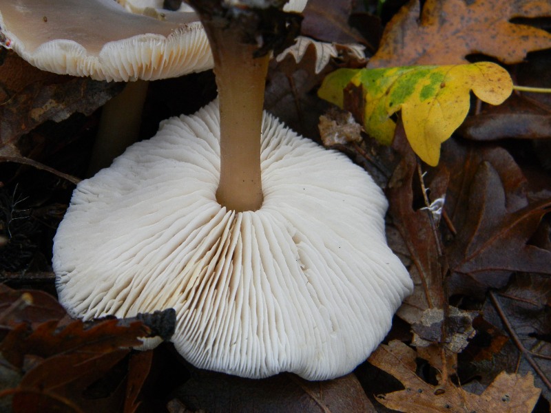 4) Fotografati il 16.12.2011. sotto  Quercia