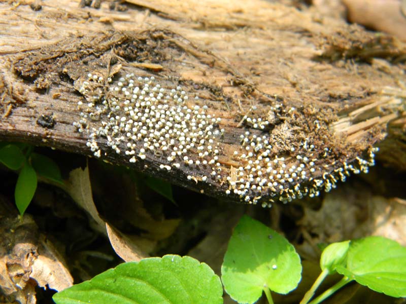 Ritrovamenti del 7.06.2011.3gruppo sotto Quercia