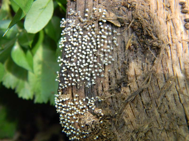 Ritrovamenti del 7.06.2011.3gruppo sotto Quercia