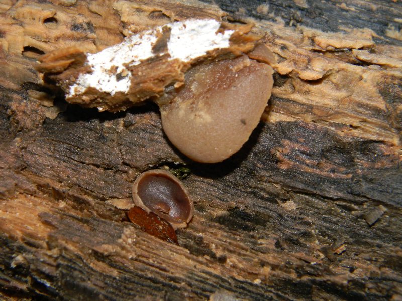 4) Fotografati il 16.12.2011. sotto  Quercia