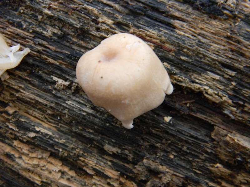 5) Fotografati  il 16.12.2011. sotto Quercia