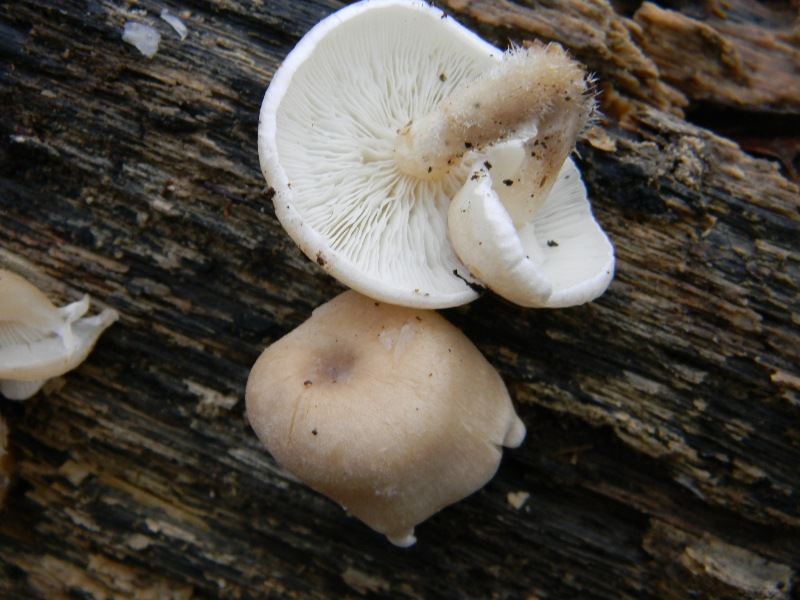 5) Fotografati  il 16.12.2011. sotto Quercia