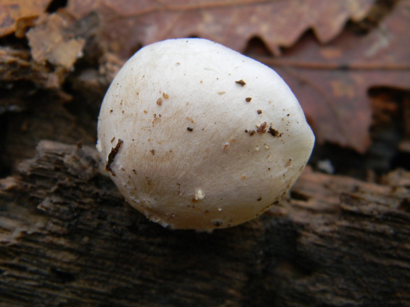 4) Fotografati il 16.12.2011. sotto  Quercia