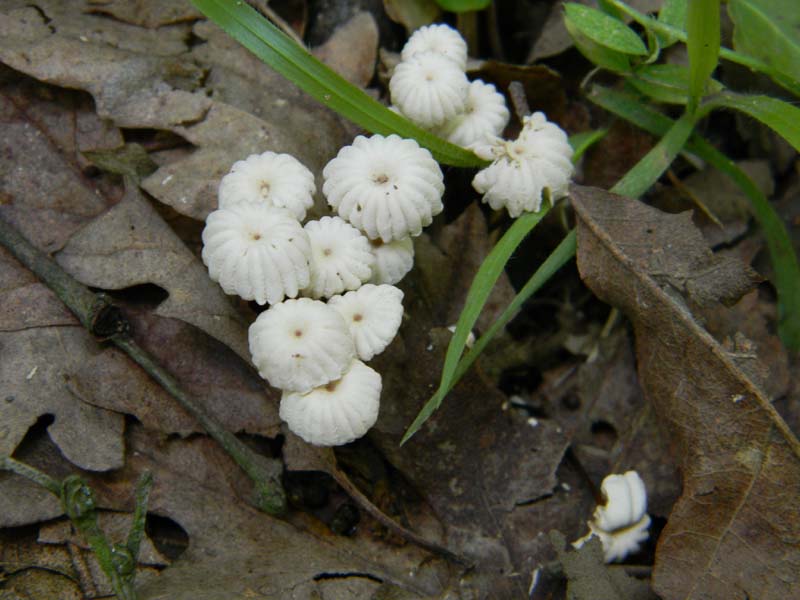 Ritrovamenti del 7.06.2011.3gruppo sotto Quercia