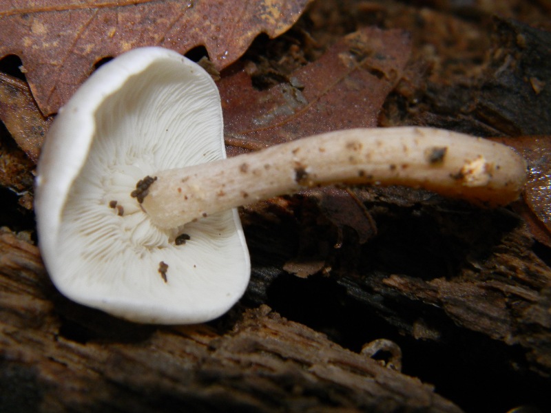 4) Fotografati il 16.12.2011. sotto  Quercia