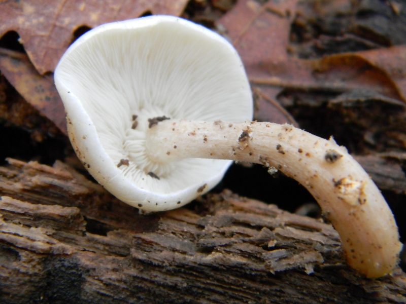 4) Fotografati il 16.12.2011. sotto  Quercia