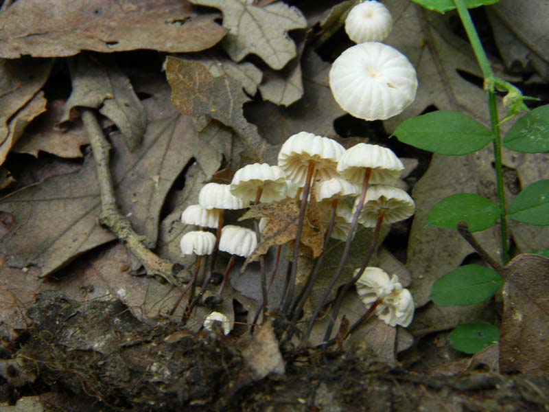Ritrovamenti del 7.06.2011.3gruppo sotto Quercia