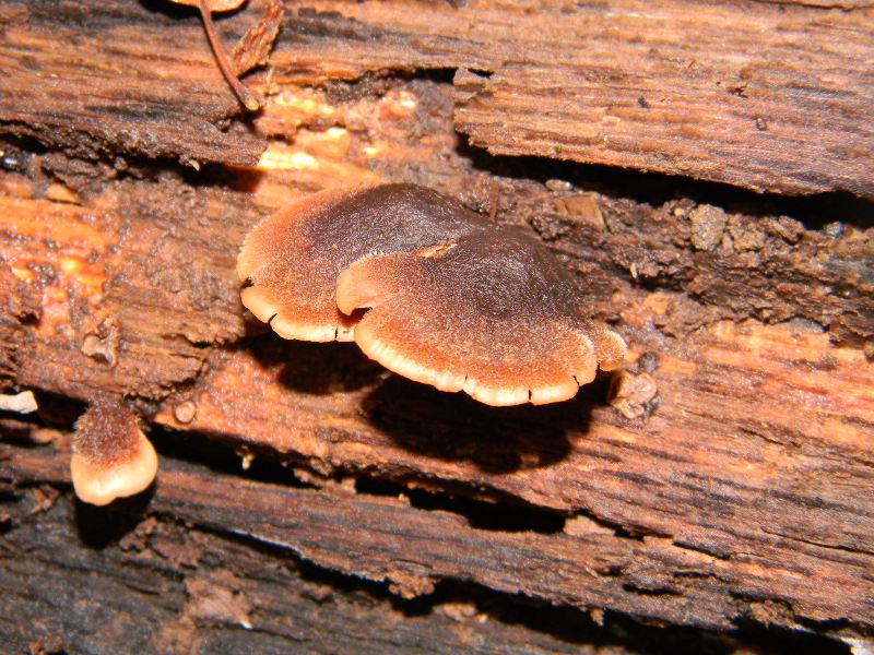 4) Fotografati il 16.12.2011. sotto  Quercia