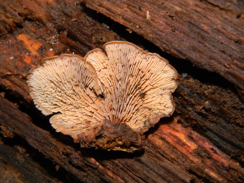 4) Fotografati il 16.12.2011. sotto  Quercia