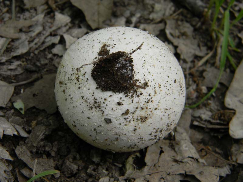 Ritrovamenti del 7.06.2011.4�gruppo