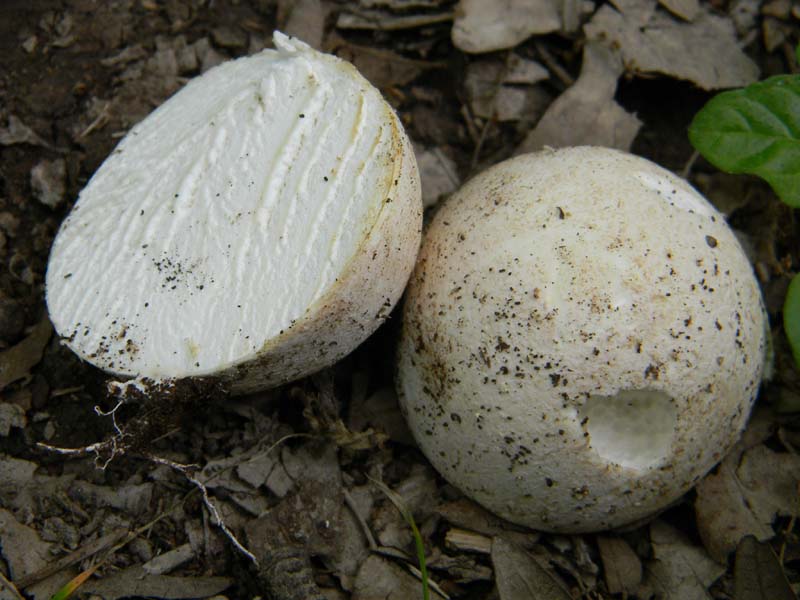 Ritrovamenti del 7.06.2011.4�gruppo