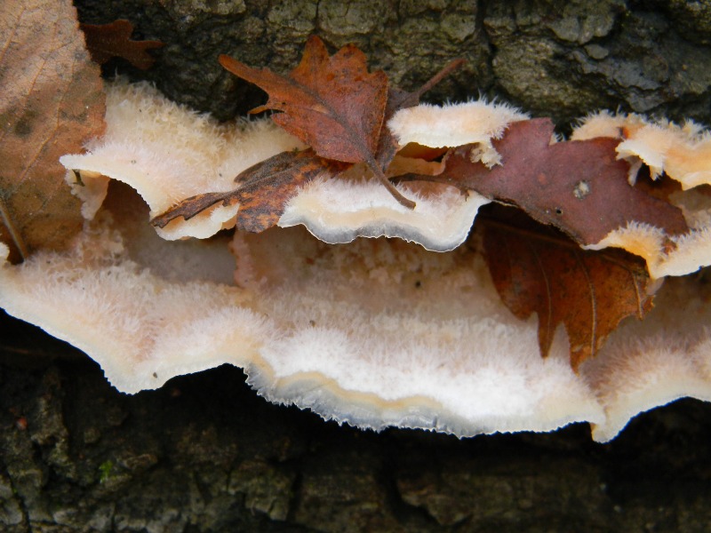 5) Fotografati  il 16.12.2011. sotto Quercia