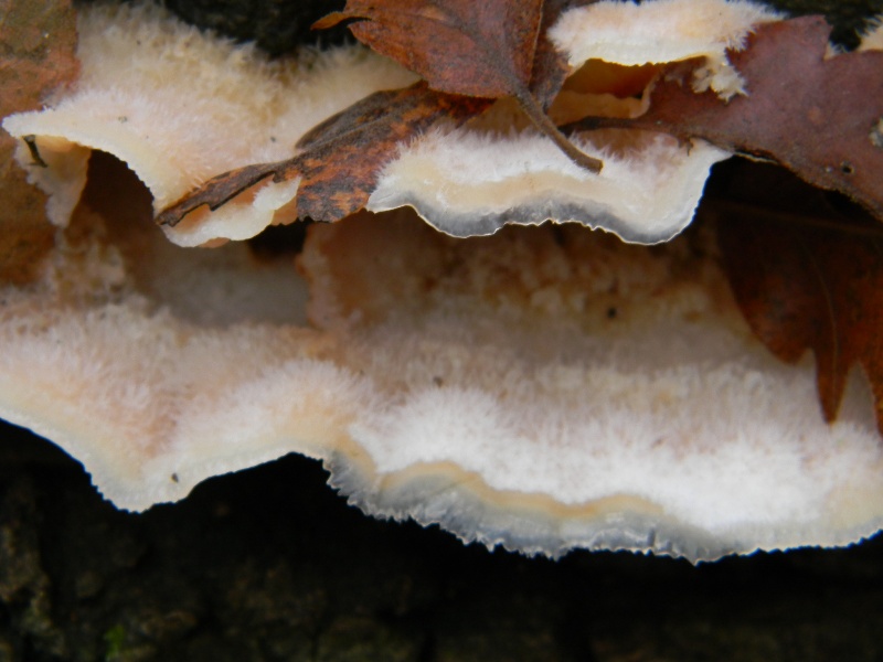 5) Fotografati  il 16.12.2011. sotto Quercia