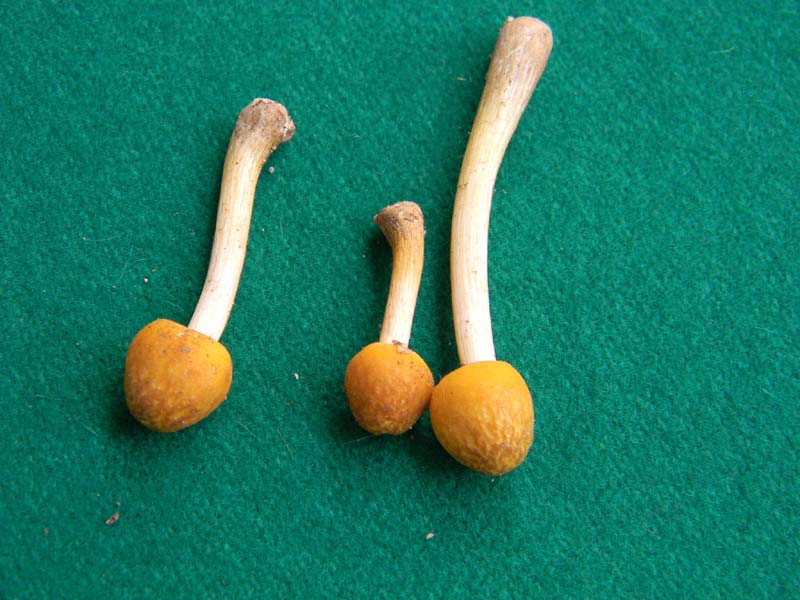 ritrovamenti del 7.06.2011. 1gruppo sotto Quercia