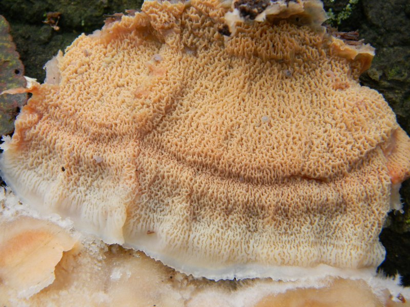 5) Fotografati  il 16.12.2011. sotto Quercia