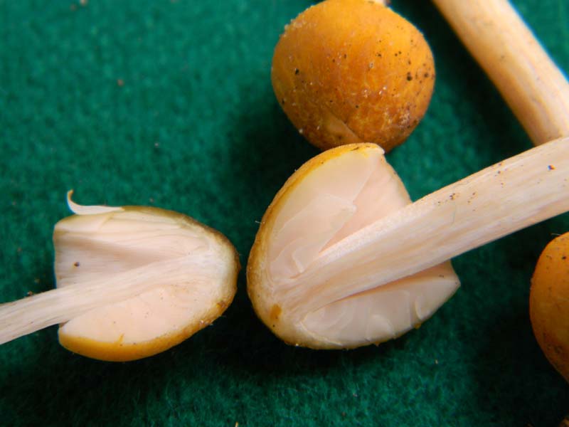 ritrovamenti del 7.06.2011. 1gruppo sotto Quercia