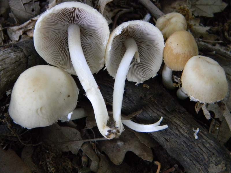 Ritrovamenti del 10.06.2011.sotto Quercia