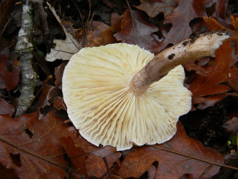 5) Fotografati  il 16.12.2011. sotto Quercia