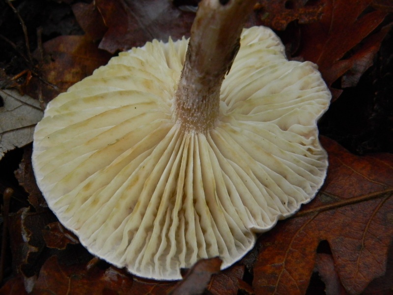 5) Fotografati  il 16.12.2011. sotto Quercia