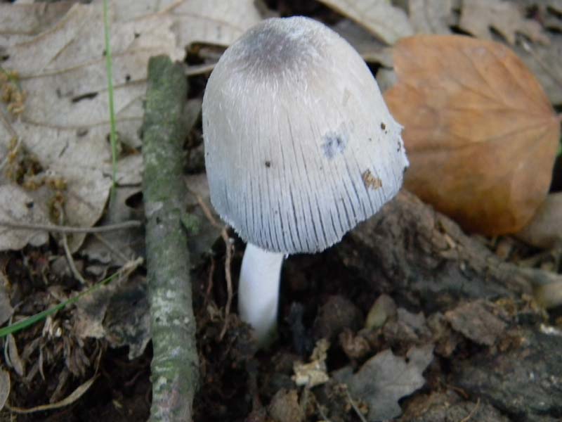 Ritrovamenti del 10.06.2011.sotto Quercia