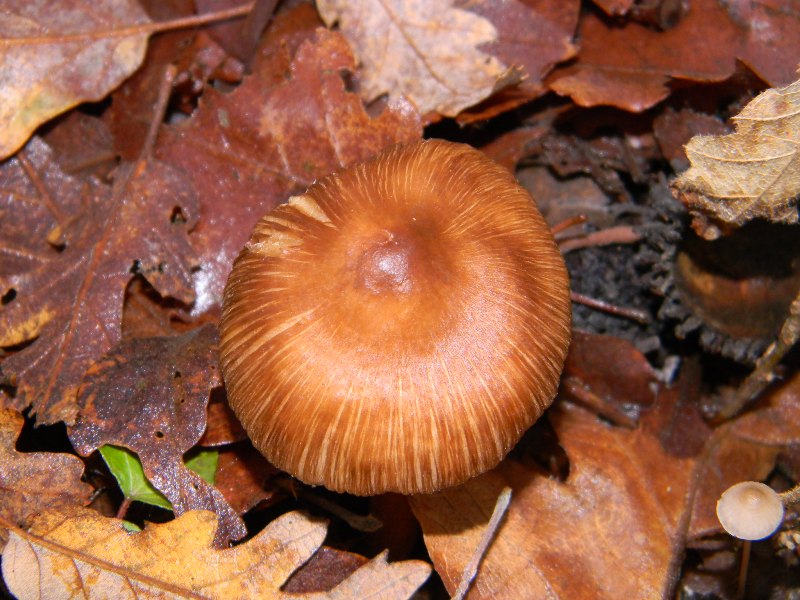 5) Fotografati  il 16.12.2011. sotto Quercia