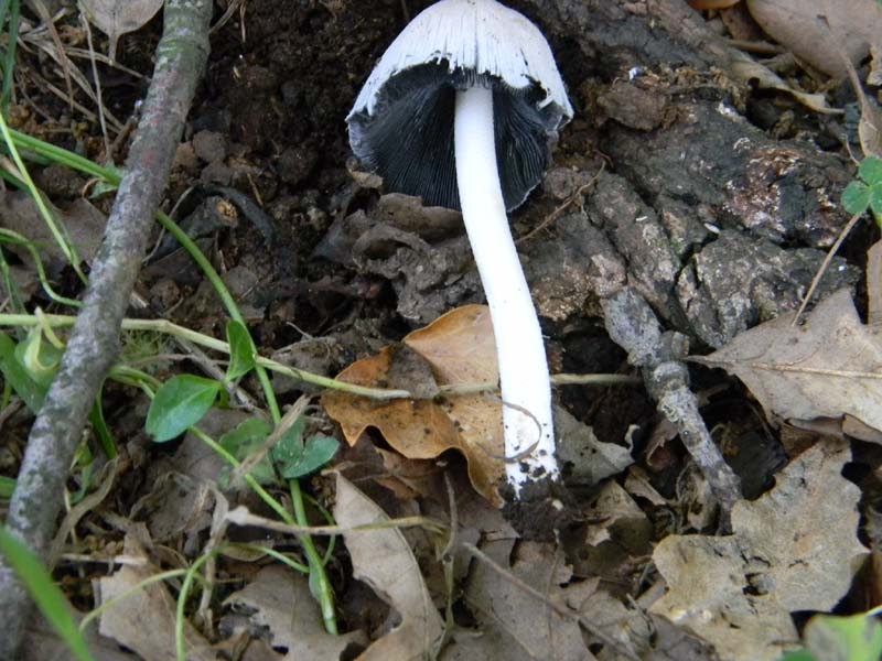 Ritrovamenti del 10.06.2011.sotto Quercia