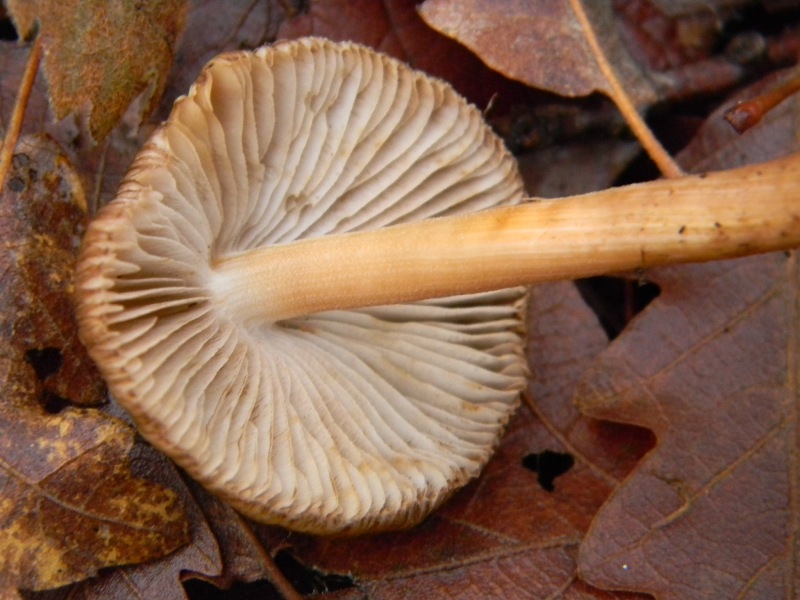 5) Fotografati  il 16.12.2011. sotto Quercia