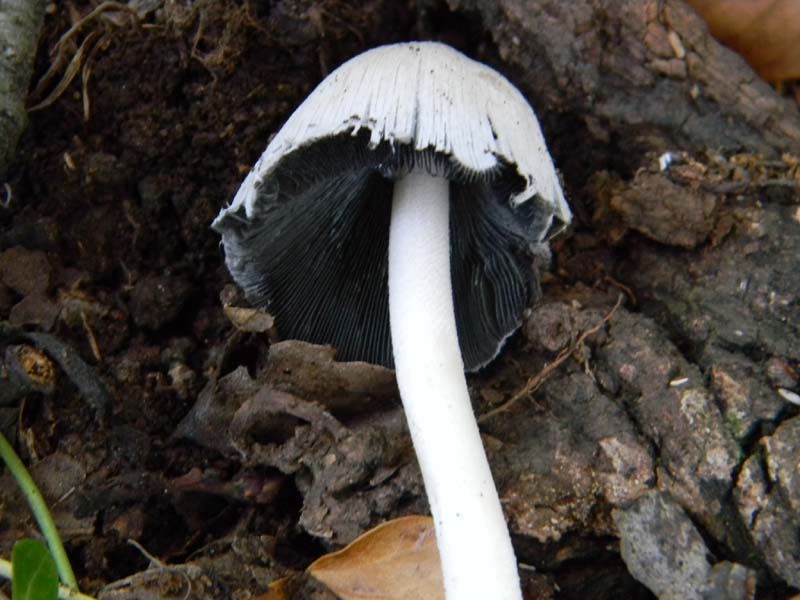 Ritrovamenti del 10.06.2011.sotto Quercia