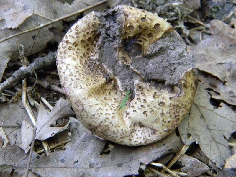 Ritrovamenti del 10.06.2011.sotto Quercia