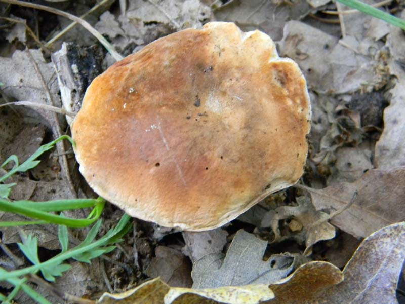 Ritrovamenti del 10.06.2011.sotto Quercia