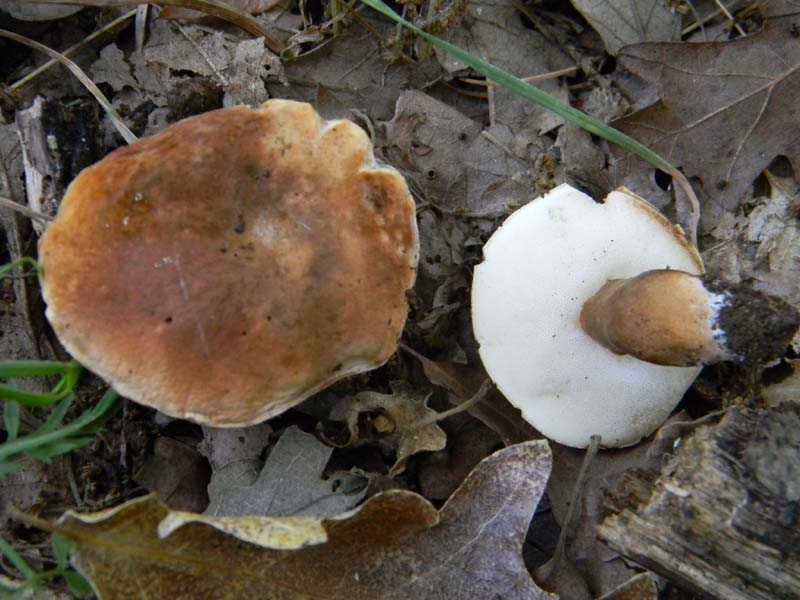 Ritrovamenti del 10.06.2011.sotto Quercia