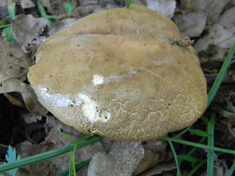 Ritrovamenti del 10.06.2011.sotto Quercia