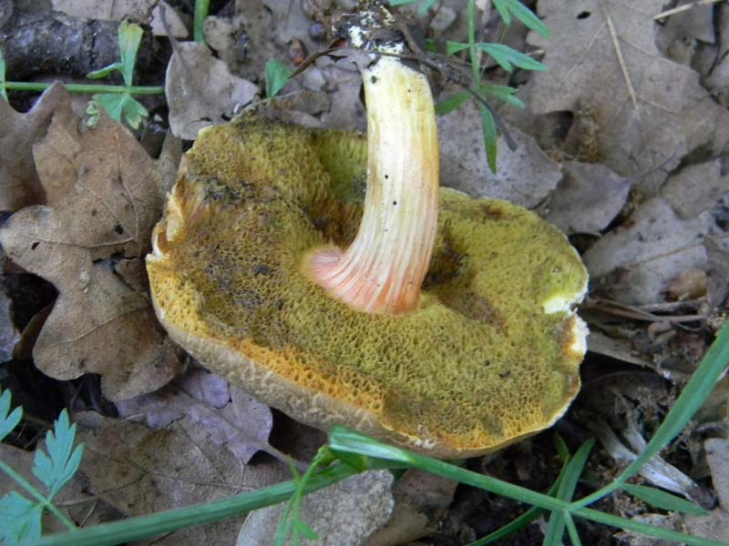 Ritrovamenti del 10.06.2011.sotto Quercia