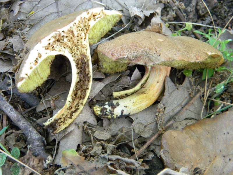 Ritrovamenti del 10.06.2011.sotto Quercia