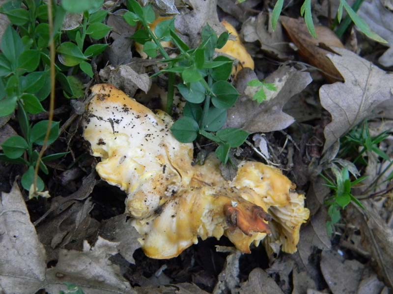 Ritrovamenti del 10.06.2011.sotto Quercia